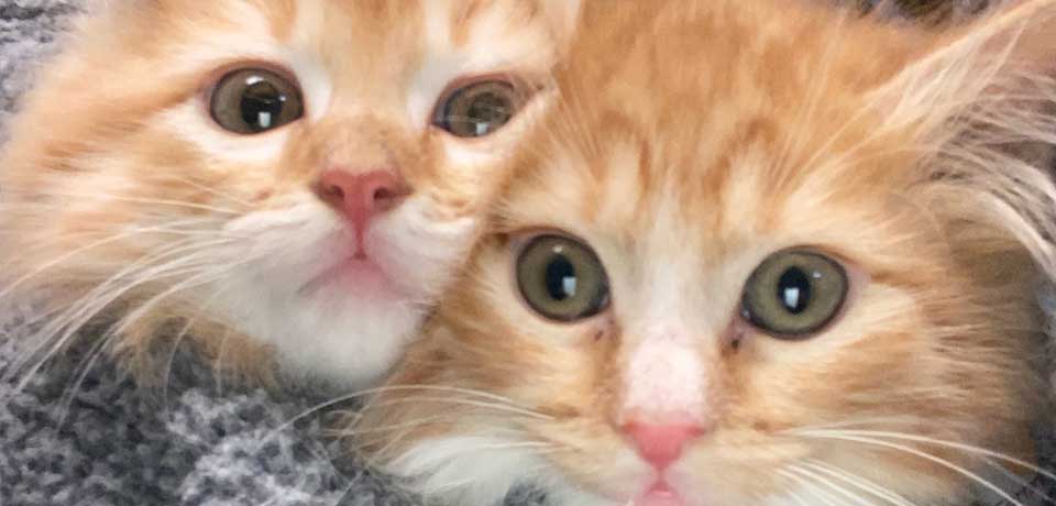 bremerton animal hospital