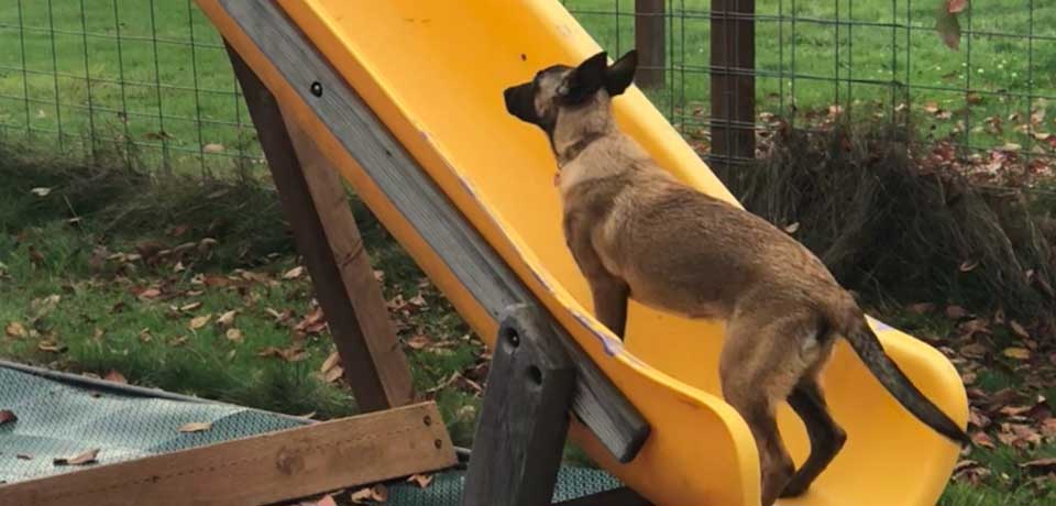 bremerton animal hospital bremerton wa