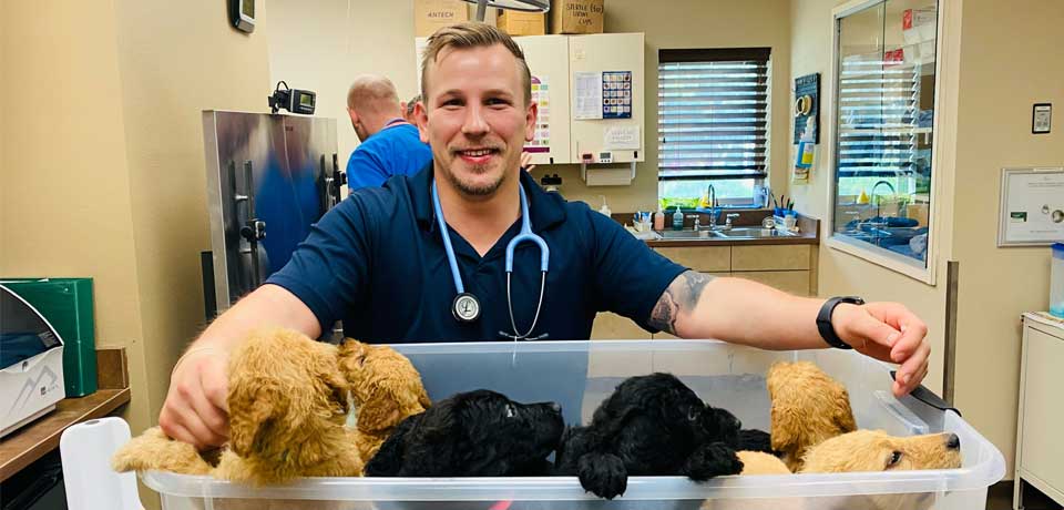 veterinary Bremerton