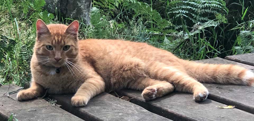 kitsap veterinary hospital